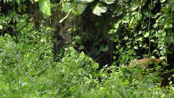 Screenshot 1 from Frontier Sumatra (Full Movie)