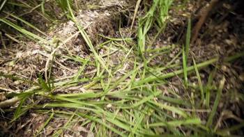 Screenshot 2 from Frontier Sumatra (Full Movie)