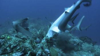 Screenshot 2 from Game of Sharks (Full Movie)