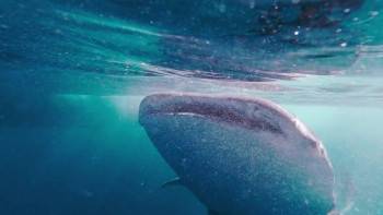 Screenshot 3 from Game of Sharks (Full Movie)