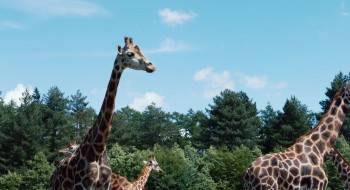 Screenshot 1 from Giraffe (Full Movie)