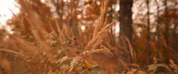 Screenshot 3 from Giving Thanks (Full Movie)