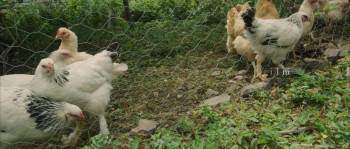 Screenshot 1 from Hearts & Horses (Full Movie)