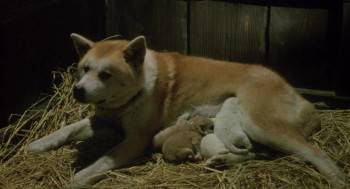 Screenshot 2 from Hitomi Kobayashi's Young Girl's Story (Full Movie)