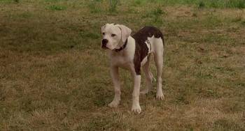 Screenshot 1 from Homeward Bound: The Incredible Journey (Full Movie)