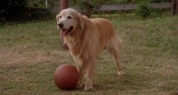 Screenshot 2 from Homeward Bound: The Incredible Journey (Full Movie)