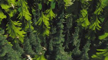 Screenshot 3 from Hoodwinked! (Full Movie)