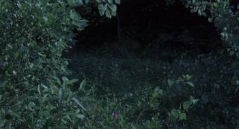 Screenshot 3 from Hornets' Nest (Full Movie)