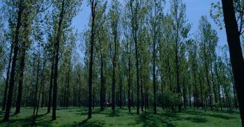 Screenshot 1 from Hukkle (Full Movie)