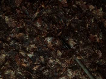 Screenshot 2 from In a Violent Nature (Full Movie)