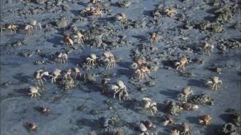 Screenshot 3 from Island Claws (Full Movie)