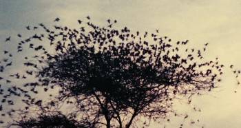 Screenshot 1 from Jabberwocky (Full Movie)