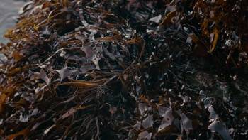 Screenshot 2 from James & Isey (Full Movie)