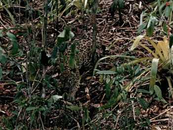 Screenshot 1 from Jungle Cat (Full Movie)
