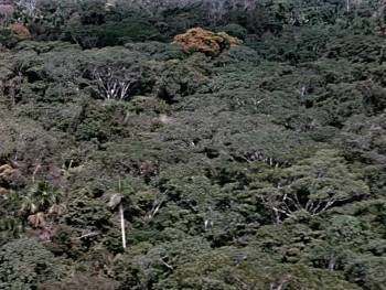 Screenshot 2 from Jungle Cat (Full Movie)