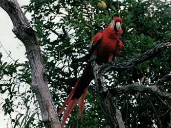 Screenshot 3 from Jungle Cat (Full Movie)