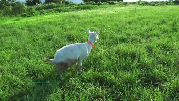 Screenshot 1 from Kaze no hamon (Full Movie)