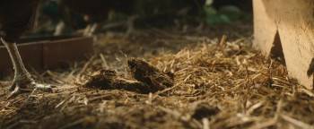 Screenshot 2 from Kratt (Full Movie)