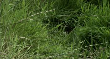 Screenshot 1 from La ligne de partage des eaux (Full Movie)