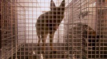 Screenshot 1 from Lenny the Wonder Dog (Full Movie)