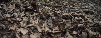 Screenshot 3 from Lesní vrah (Full Movie)