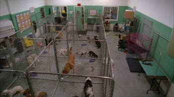 Screenshot 1 from Life Is Ruff (Full Movie)