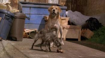Screenshot 2 from Life Is Ruff (Full Movie)