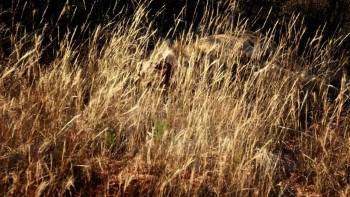 Screenshot 2 from Lion Spy (Full Movie)