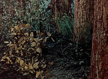 Screenshot 2 from Little Red Riding-Hood (Full Movie)