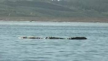 Screenshot 3 from Loch Ness Monster Captured (Full Movie)