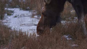 Screenshot 2 from Loons: A Cry from the Mist (Full Movie)