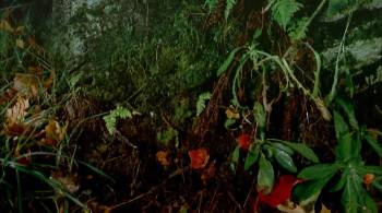 Screenshot 1 from Lost Worlds: Life in the Balance (Full Movie)