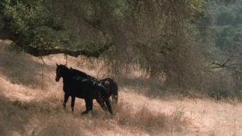 Screenshot 2 from Love's Long Journey (Full Movie)