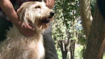 Screenshot 3 from Lucky Dog (Full Movie)