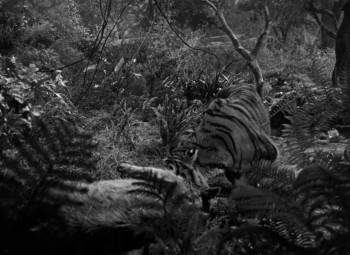 Screenshot 1 from Man-Eater of Kumaon (Full Movie)