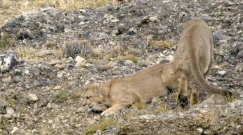 Screenshot 1 from Man Vs. Puma (Full Movie)