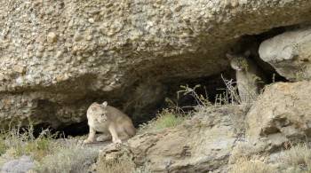 Screenshot 2 from Man Vs. Puma (Full Movie)
