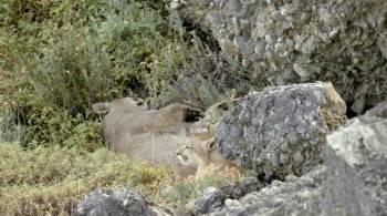 Screenshot 3 from Man Vs. Puma (Full Movie)