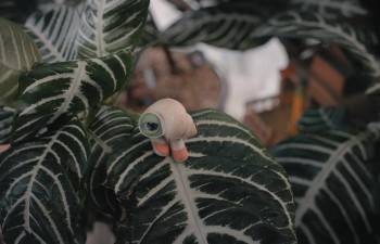 Screenshot 3 from Marcel the Shell with Shoes On (Full Movie)
