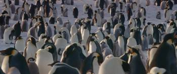 Screenshot 2 from March of the Penguins 2: The Next Step (Full Movie)