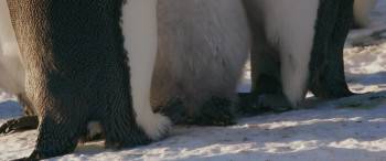 Screenshot 3 from March of the Penguins 2: The Next Step (Full Movie)
