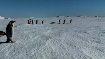 Screenshot 1 from March of the Penguins (Full Movie)
