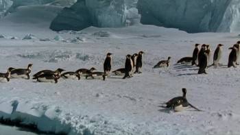Screenshot 3 from March of the Penguins (Full Movie)
