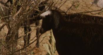 Screenshot 3 from Medea (Full Movie)