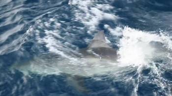 Screenshot 1 from Mega Predators of Oz (Full Movie)