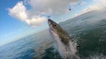 Screenshot 2 from Mega Predators of Oz (Full Movie)