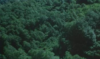 Screenshot 2 from Microcosmos (Full Movie)