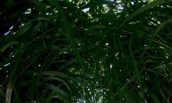 Screenshot 3 from Microcosmos (Full Movie)