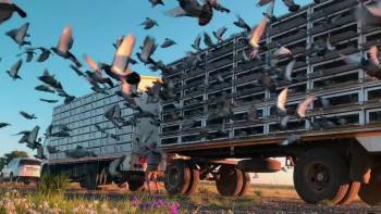 Screenshot 1 from Million Dollar Pigeons (Full Movie)