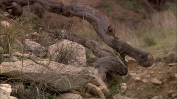 Screenshot 3 from Miracle at Sage Creek (Full Movie)